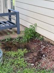 Water overflow leaving damage