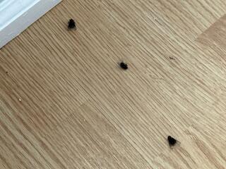 Left the Windows Open