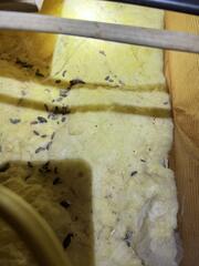 More in the Basement