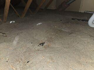 This flattened cellulose was not fighting off drafts from entering the home.