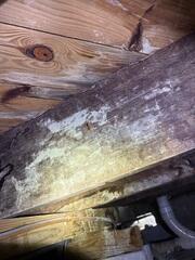 Mold and Mildew Growth in Crawl Space