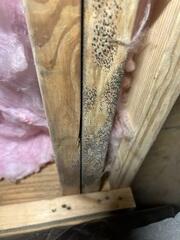 Mold on Floor Joists