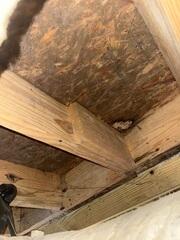 Mold Growth on Subfloor