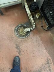 Now for the Drain Flies