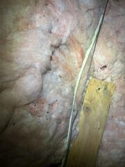 Multiple Bait Stations