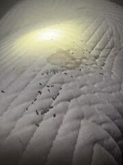 Rat Droppings on the Bed