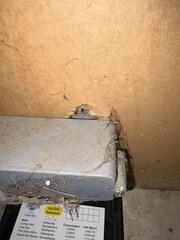 Monitoring the Rat Infestation