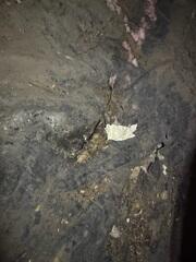 Dead Rodent And Feces