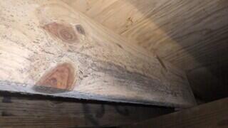 Mold Visible on Floor Joists Requiring Soda Blasting