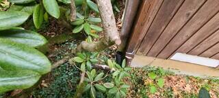 Cracked Foundation Wall