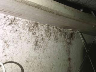 Visible Mold on Floor Joists Before Treatment