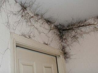 Mold-Damaged Home