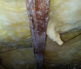 White Mold on the Joists