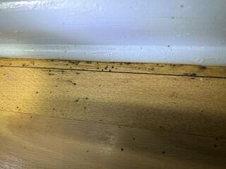 Start the Bed Bug Treatment