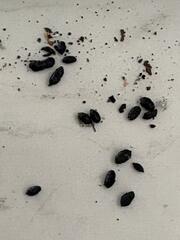 Health Hazards of Rodent Feces