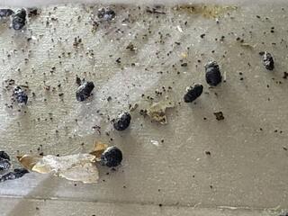 Handling the Rodent Problem