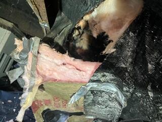 Moisture Soaked Debris