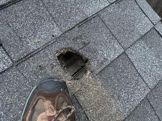 Chewed Right Into the Roof