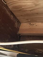 Active Termite Damage