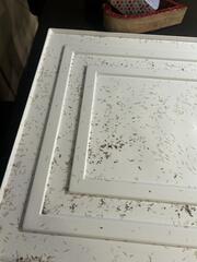 Lots & Lots of Termite Swarmers