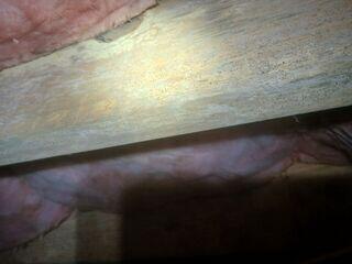Mold on Floor Joists