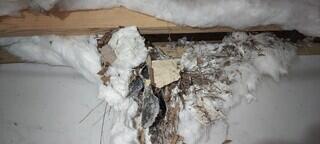 Rats Nest in Insulation