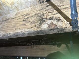 Mold in the Crawl Space