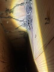 What Are Termite Mud Tubes