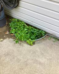 Overgrown Window Well