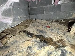 Crawl Space During Inspection