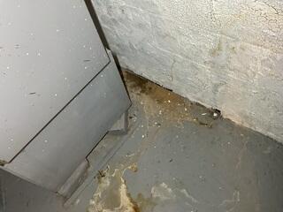 Signs of Water Damage