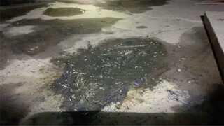 Rodent Feces In Crawl Space