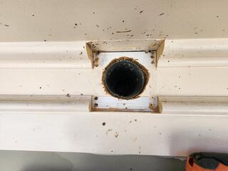 Starlings Inside the Exhaust Vents