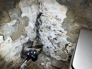 basementmold