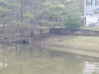 The Geese Were Becoming a Problem