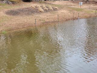 A Physical Bird Deterrent