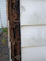 Wood Rot