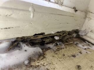 Foaming Termiticide Treatment