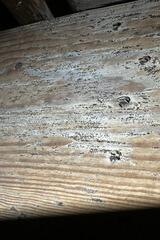 Mold and dust mites can wreak havoc on both your health and your home like no other. In just a few years, they can significantly damage your home and personal property, while allergens from mold spores and dust mite waste damage your health.