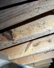 Mold Issues