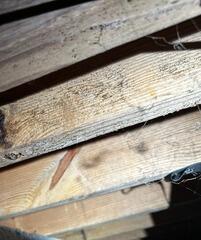 Mold Spores Can Damage Your Health