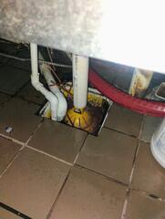 Poor Sanitation Throughout Kitchen Breed Fruit Flies in Kingston, NJ