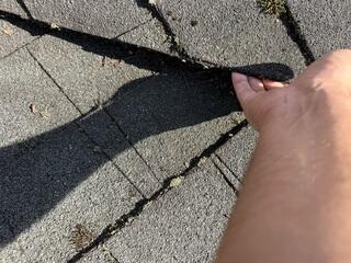 Lifted Shingles and Moss Growth