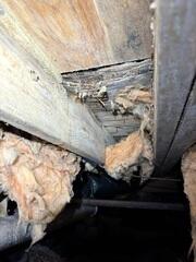Nasty Insulation