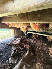 Nasty Crawlspace