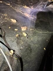 Rodent Feces