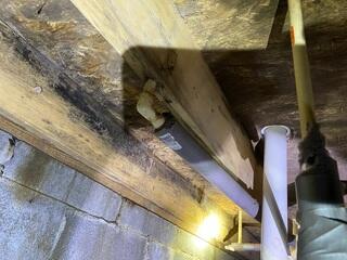 Moldy Wooden Joists