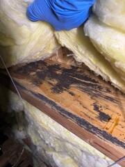 Mold