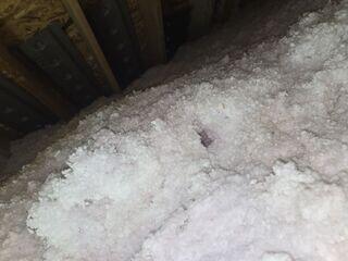 Old Insulation