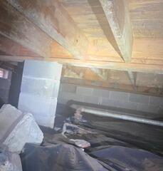 Common Home Mold